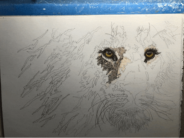 Lion Drawing progression
