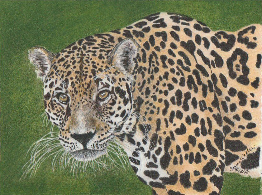 Jaguar final image
