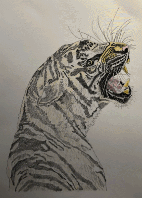 Bengal Tiger animation