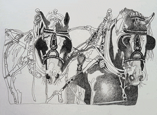 Clydesdales drawing progress